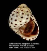 Echinolittorina mespillum (f) minima